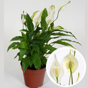 Spathiphyllum, Lrio da Paz - Vaso S